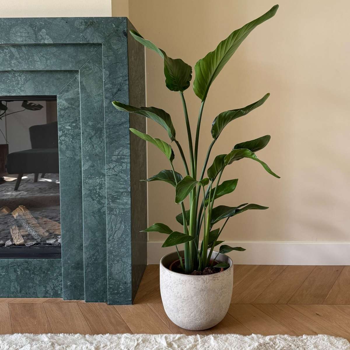 Strelitzia Nicolai - Paradijsvogelbloem