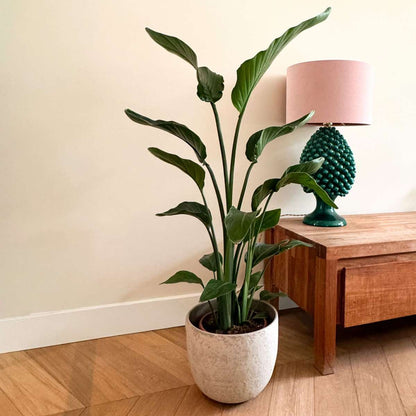 Strelitzia Nicolai - Paradijsvogelbloem