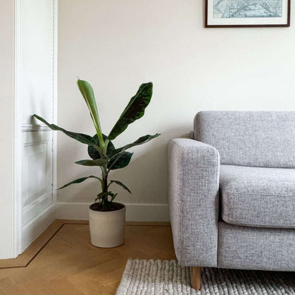 Musa Cavendish - Dwergcavendish