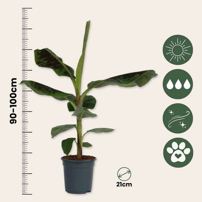 Musa Cavendish - Dwergcavendish