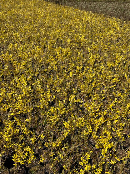 Forsythia intermedia ´Week-End´ - Chinees klokje