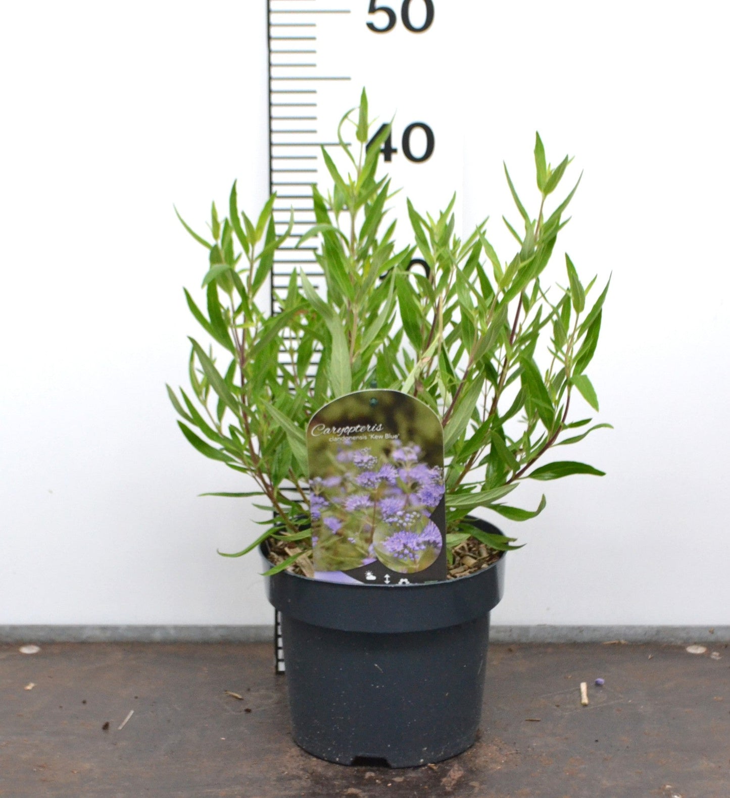 Caryopteris clandonensis ‘Kew Blue’ – Blauwbaard