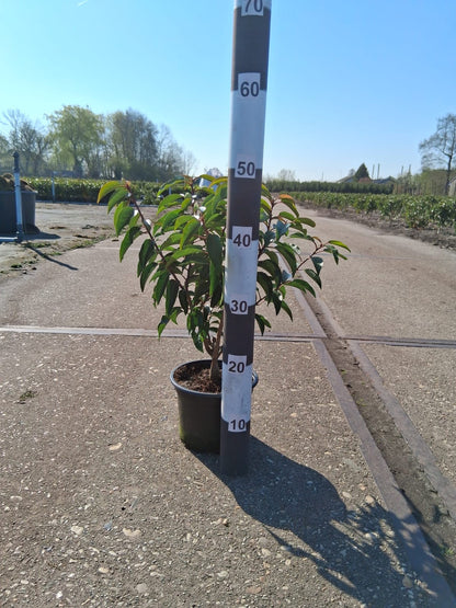 Prunus lusitanica 'Angustifolia' - portugese Laurier