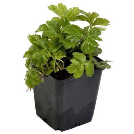 Waldsteinia ternata - Goudaardbei