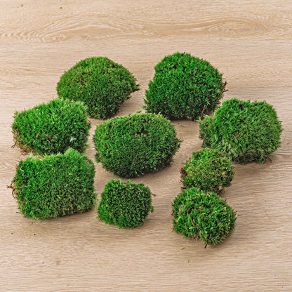 Comnox - Live Cushion Moss - Natuurlijke Decoratie - Leucobryum glaucum