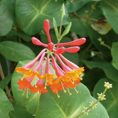 Lonicera Brownii 'Dropmore Scarlet' - Kamperfoelie