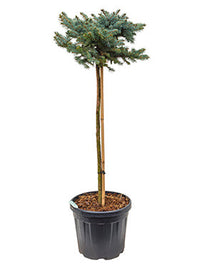 Picea pungens 'Glauca Globosa'