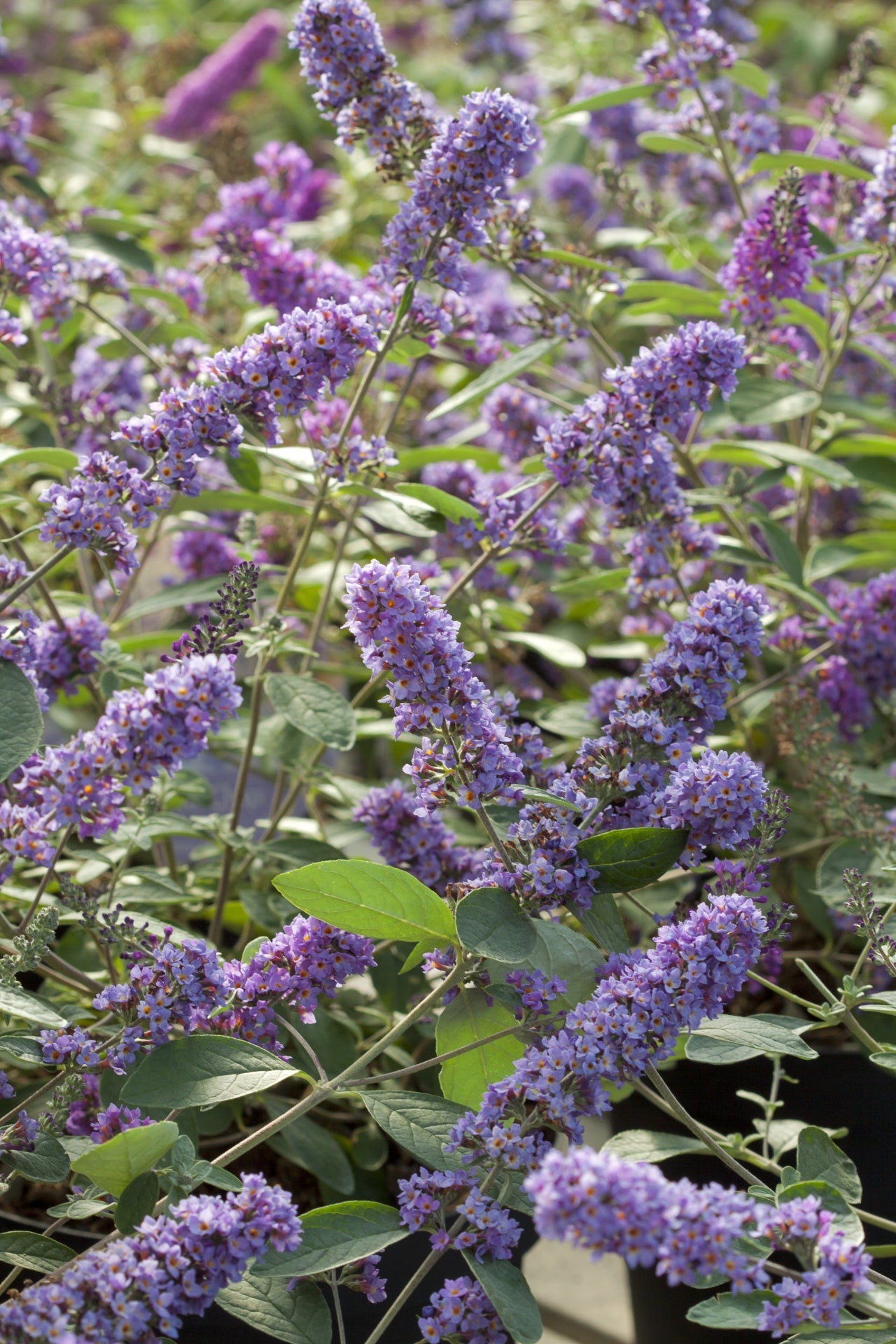 Buddleja 'Blue Chip jr.' - Compace dwerg vlinderstruik