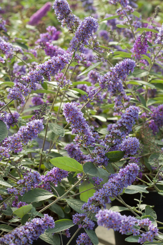 Violette bloemen van de buddleja, met zachte paarse tinten en groene bladeren, bloeien in een tuin. Perfect voor tuinieren en decoratie in een bloembed.