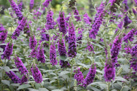 Buddleja 'Miss Violet' - Vlinderstruik