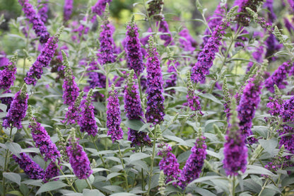 Buddleja 'Miss Violet' - Vlinderstruik