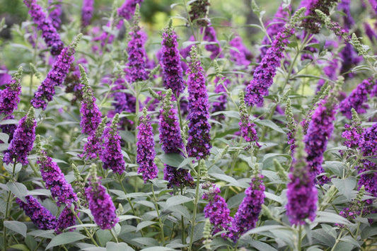 Violette buddleia bloemen in volle bloei, met groene bladeren en lange stengels, perfect voor tuinversiering en bijen. Prachtige tuinplant voor decoratieve tuinen en insectenbouw.