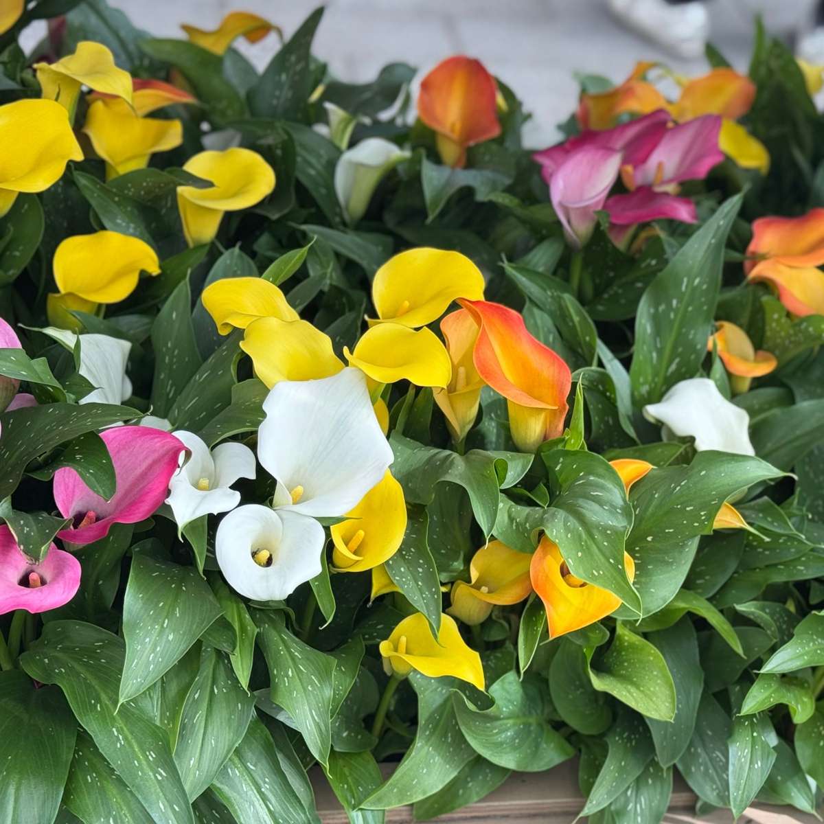 Calla 'Ruby' - Aronskelk - Geel