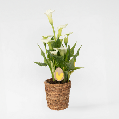 Calla 'Ruby' - Aronskelk - Wit