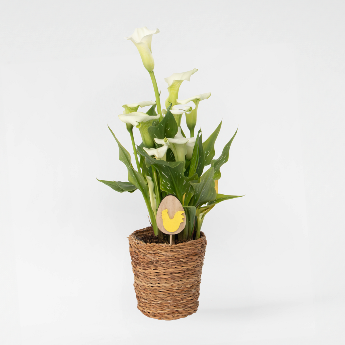 Calla 'Ruby' - Aronskelk - Wit