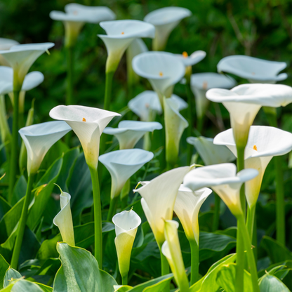 Calla 'Ruby' - Aronskelk - Wit