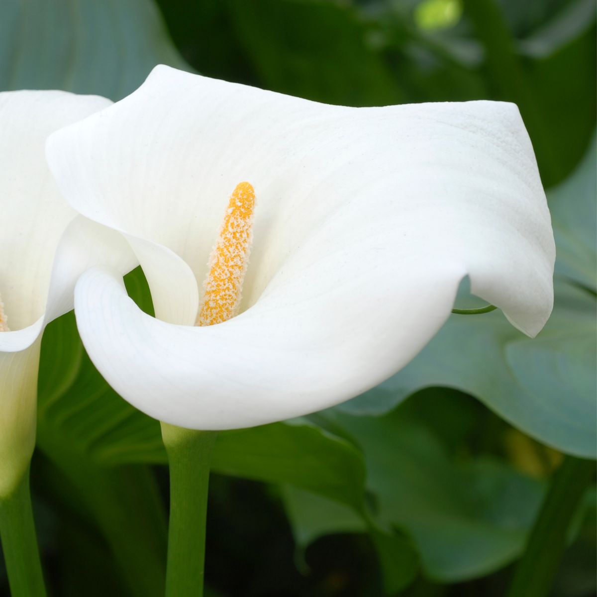 Calla 'Ruby' - Aronskelk - Wit