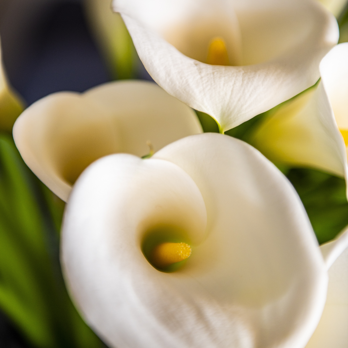 Calla 'Ruby' - Aronskelk - Wit