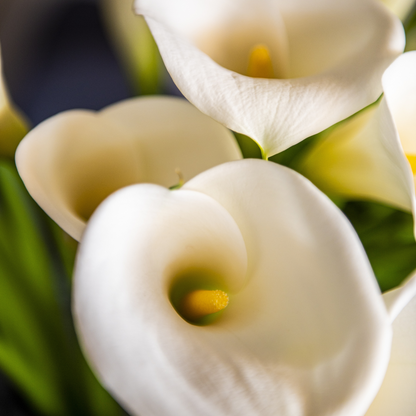 Calla 'Ruby' - Aronskelk - Wit