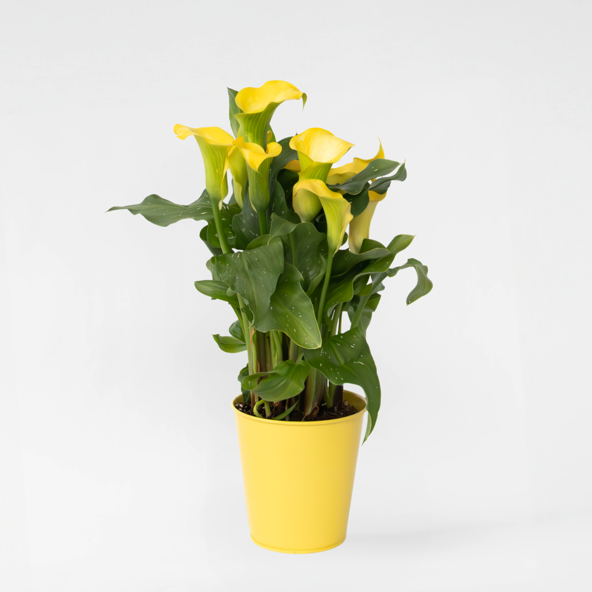 Calla 'Zara' - Aronskelk - Geel