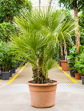 Chamaerops humilis