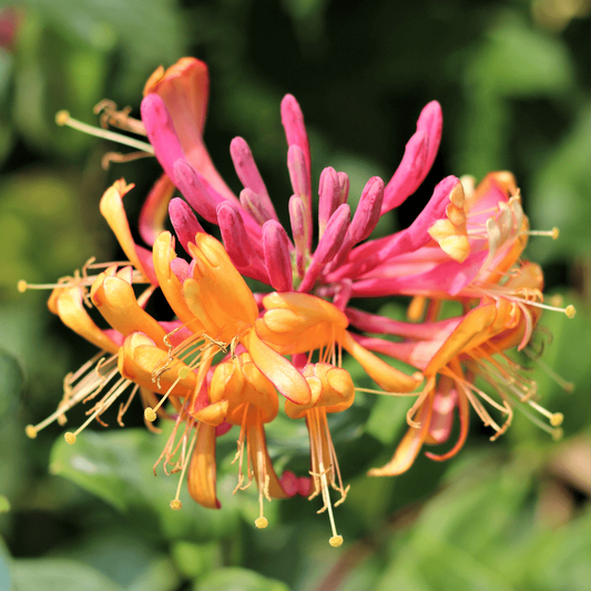 Lonicera heckrottii 'Goldflame' - Kamperfoelie