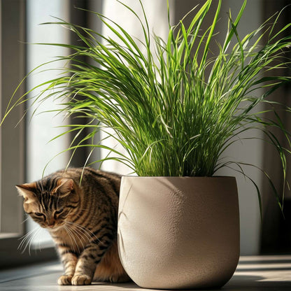 Cyperus - Set van 6 - Kattengras