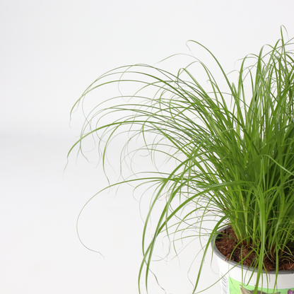 Cyperus - Set van 6 - Kattengras