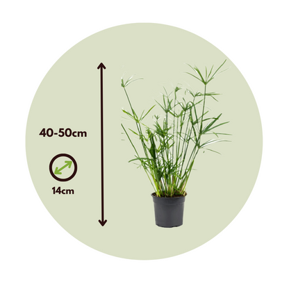 Cyperus alternifolius - Set van 4 - Parapluplant
