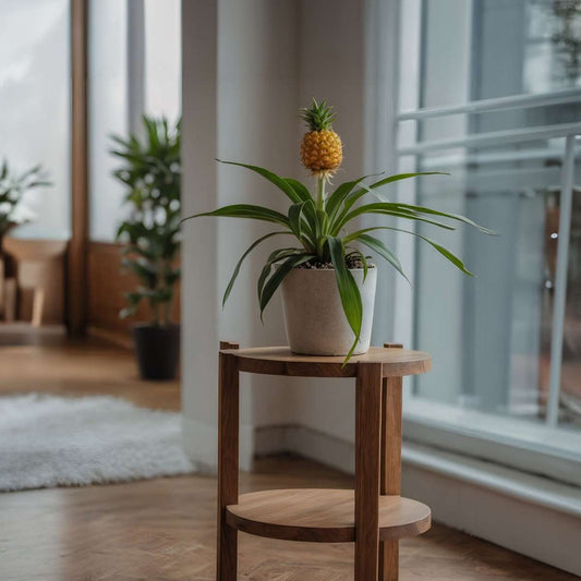 Ananasplant 'Mi Amigo' - Set van 2