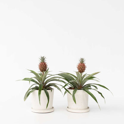 Ananasplant 'Mi Amigo' - Set van 2