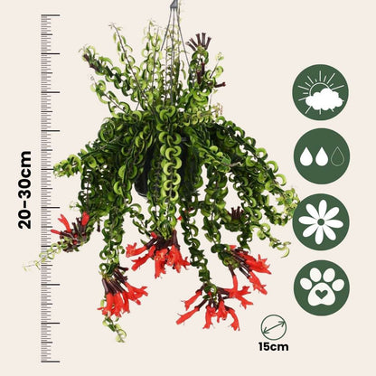 Aeschynantus Twister - Lippenstiftplant - Hangplant