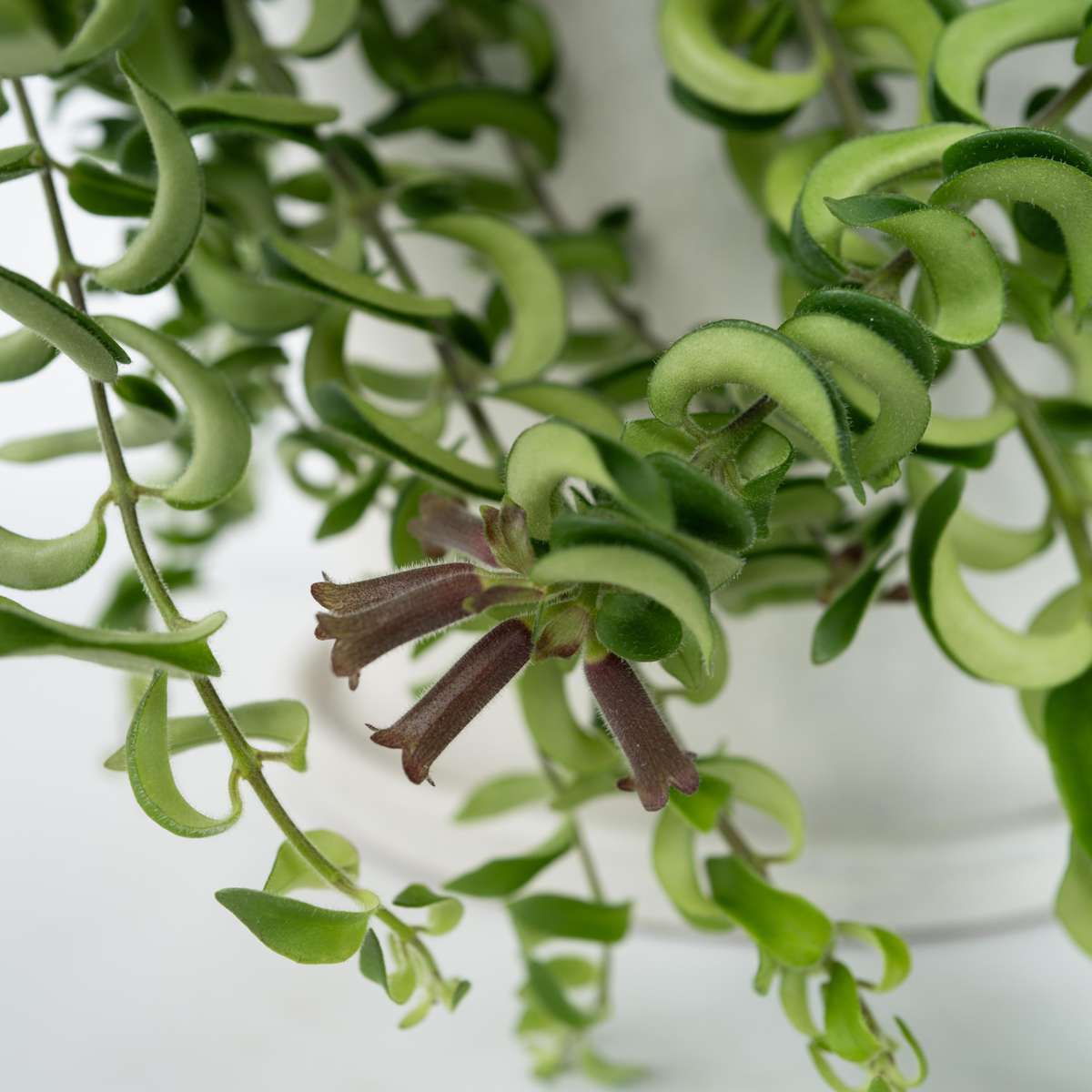 Aeschynantus Twister - Set van 2 - Lippenstiftplant