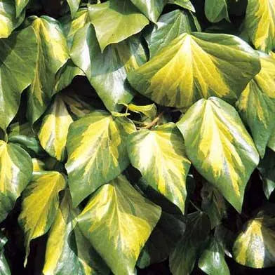 Groene klimplant met hartvormige bladeren, geplaatst in zwarte potten en een witte kist, geschikt voor binnen- en buitenruimtes. Perfect voor decoratie of als natuurlijke wandbekleding in tuinen of interieurs.