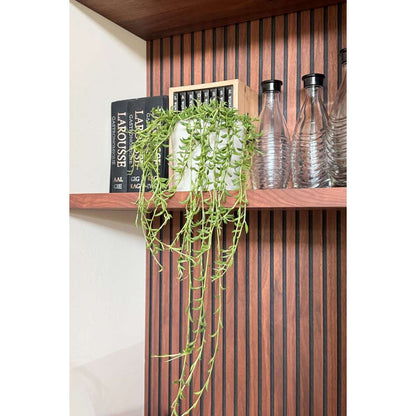 Senecio Radicans - Bananenketting