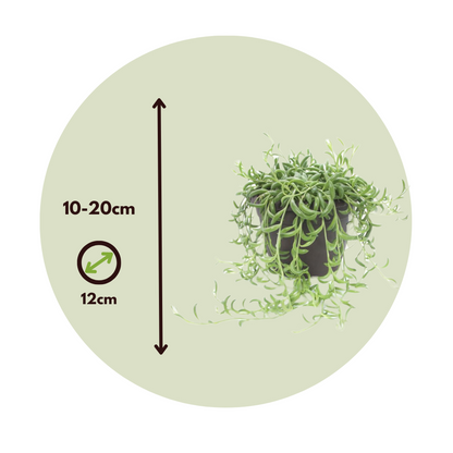 Senecio Radicans - Set van 2 - Bananenketting