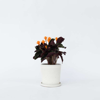 Calathea 'Crocata'