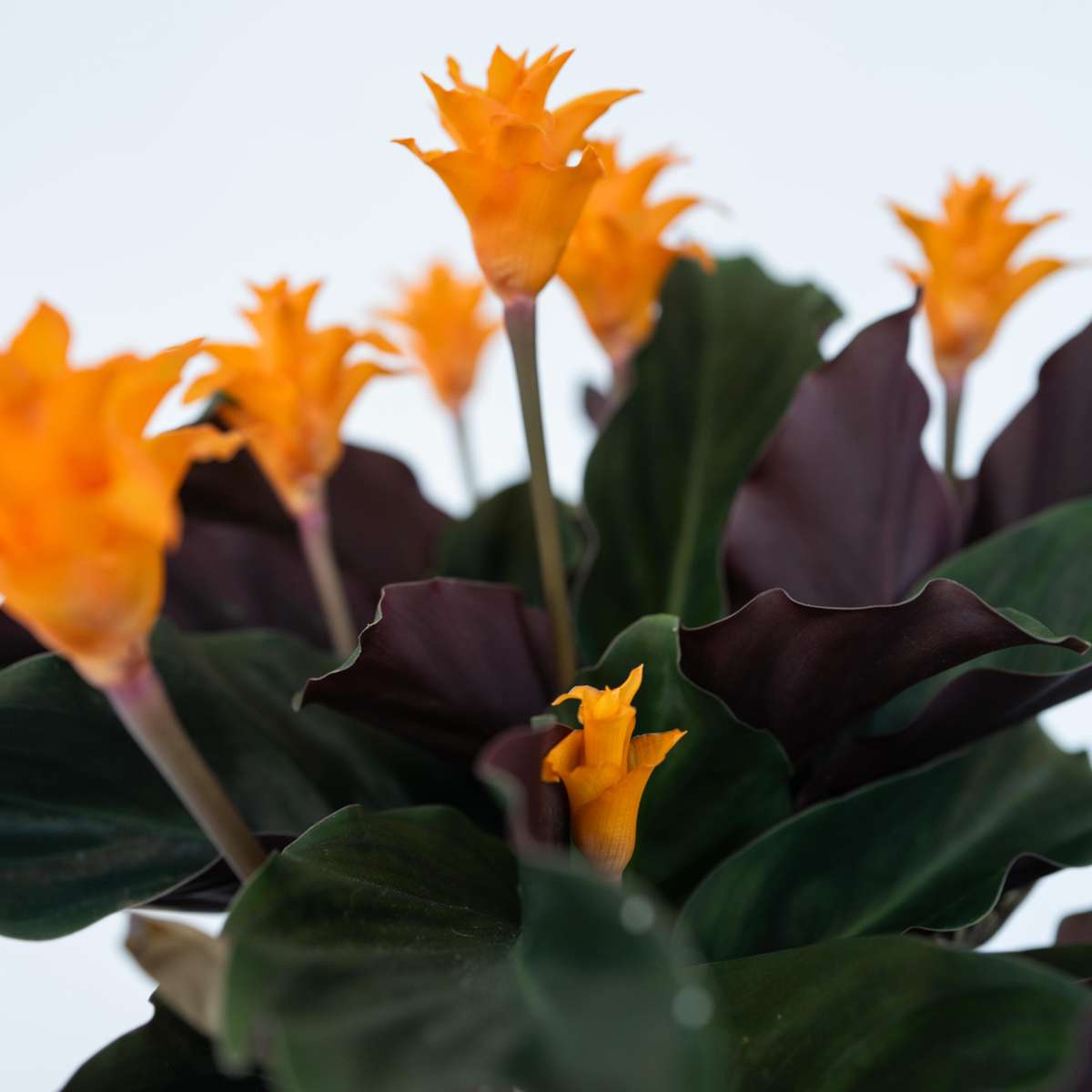 Calathea 'Crocata' - Set van 2
