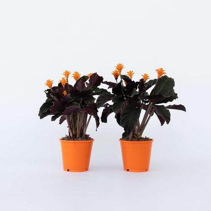 Calathea 'Crocata' - Set van 2