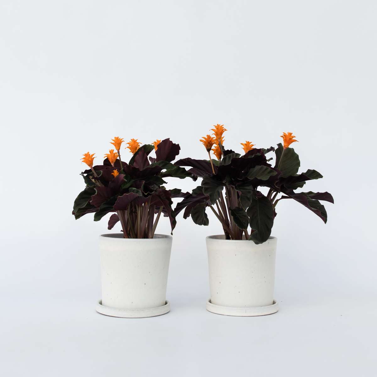 Calathea 'Crocata' - Set van 2