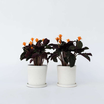 Calathea 'Crocata' - Set van 2
