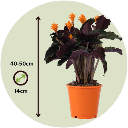 Calathea 'Crocata' - Set van 2