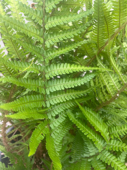 20 jaar oude Polystichum setiferum - Zachte Naaldvaren – 90L pot - 1 beschikbaar