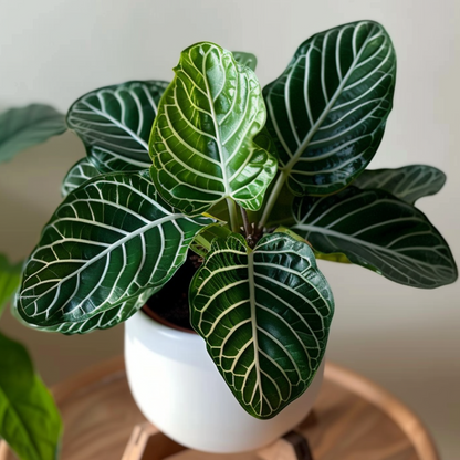 Aphelandra - Zebraplant