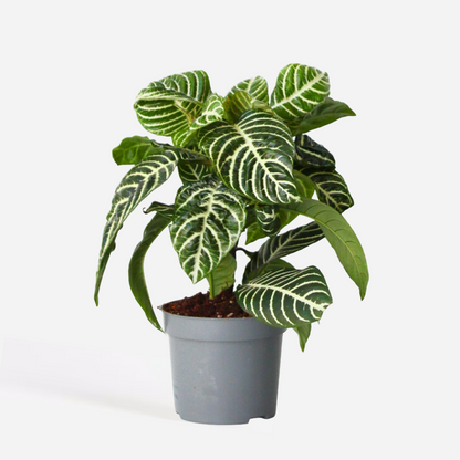 Aphelandra - Zebraplant