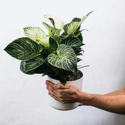 Aphelandra - Set van 4 - Zebraplant