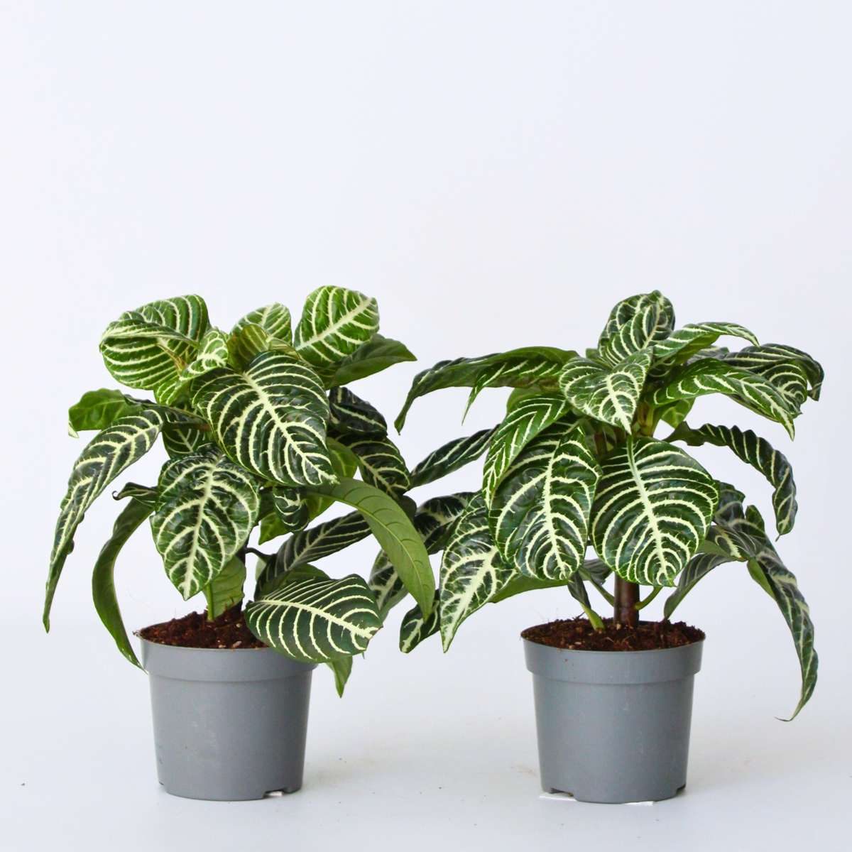 Aphelandra - Set van 4 - Zebraplant