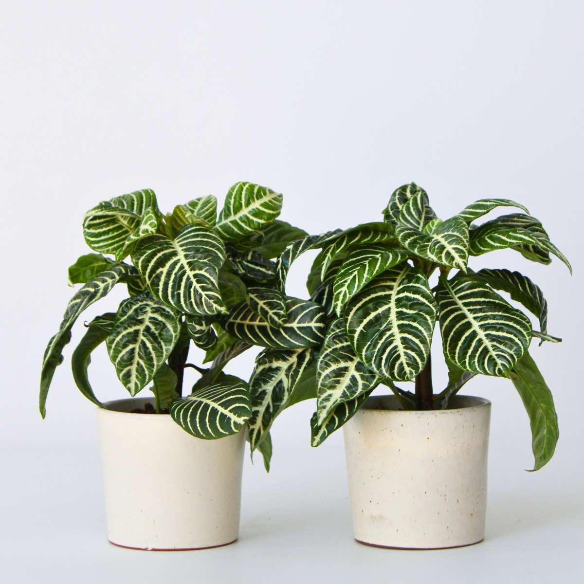 Aphelandra - Set van 4 - Zebraplant