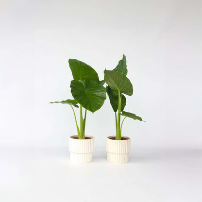 Alocasia 'Odora' - Set van 2 - Olifantsoor