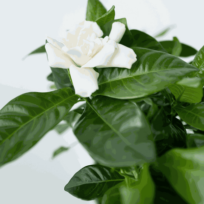 Gardenia Jasminoides - Witte bloemen - Jasmijn
